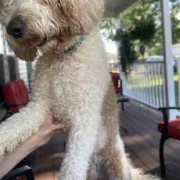 Goldendoodle Puppies from Goldhaly Peach Doodles