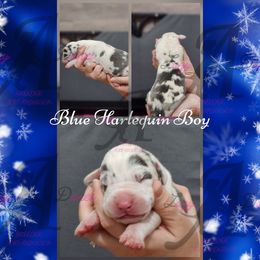 Blue Harlequin Boy - Blue and white male Great Dane puppy in Longview, Texas from Lazy A Danes