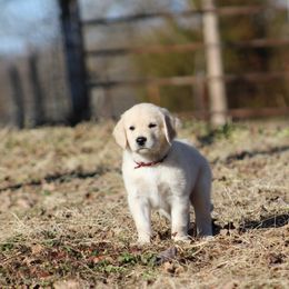 Golden Retriever Puppies from Golden Barnes Kennel