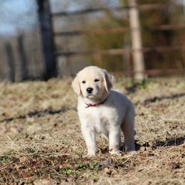 Golden Retriever Puppies from Golden Barnes Kennel
