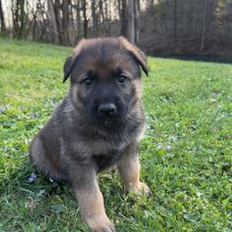Black collar - Sable male German Shepherd puppy in Cumberland Gap, Tennessee from Royal Port K-9