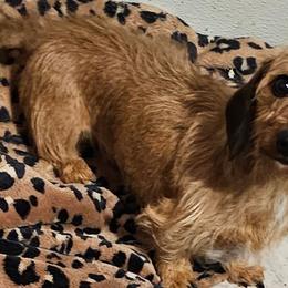Ruby Red - Dachshund