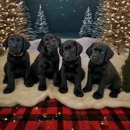 Labrador Retriever Puppies from KVF Labradors