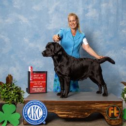Player - Labrador Retriever