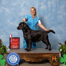 Player - Labrador Retriever