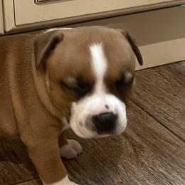 Staffordshire Bull Terrier Puppies from Southern Staffies
