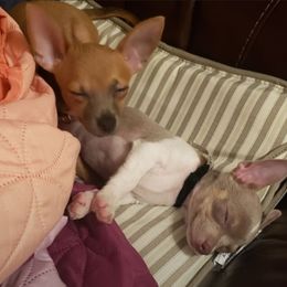 Akita and Chihuahua Puppies from Robinson Rare Chihuahuas & Robinson AKC Akita's