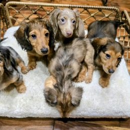 Dachshund Puppies from SchmooterBabies