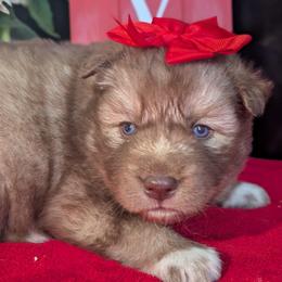 Kat - Red and white female Siberian Husky puppy in Coshocton, Ohio from Wyant Farms