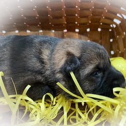 German Shepherd Puppies from Stonewick German Shepherds