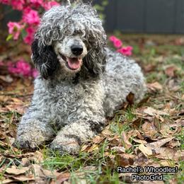 Everdeen - Poodle