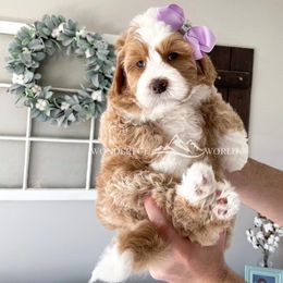Bernedoodle and Cavapoo Puppies from Wonderful World Doodles