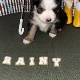 Rainy - Black tri female Toy Australian Shepherd puppy in Hillsboro, Kansas from Hotmess of Aussies