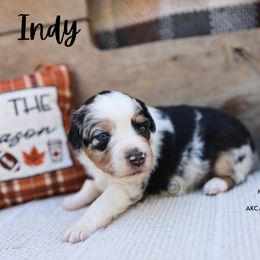 Indy- Blue Merle Female - Blue merle female Miniature American Shepherd puppy in Nacogdoches, Texas from TK Standard, Mini, & Toy Aussies