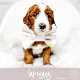 Milo - Red  male Goldendoodle puppy in Mahomet, Illinois from Jordan Family Doodles
