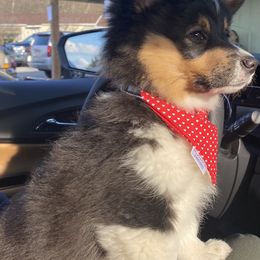 American Corgi and Pembroke Welsh Corgi Puppies from Wyndy Ridge Corgis