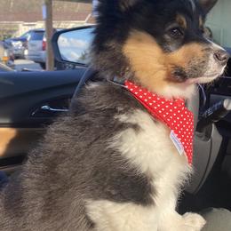 American Corgi and Pembroke Welsh Corgi Puppies from Wyndy Ridge Corgis