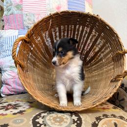 Alo - Black white and tan female Collie puppy in Beaver, Oklahoma from Lawson’s Lassies