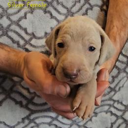 Yellow Collar - Silver gray female Weimaraner puppy in Indiana from So-IN Weimaraner's