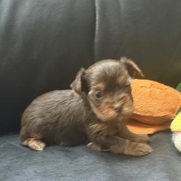 Penny AKC - Chocolate and tan female Yorkshire Terrier puppy in Labelle, Florida from Chocolate and Parti Yorkies in Florida