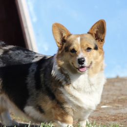 Stormie - American Corgi