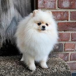 Mini Pomeranian Lady - Cream female Pomeranian puppy in Brooklyn, New York from Svitlana's Pomeranians