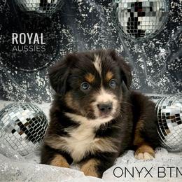 Onyx - Black tri-color male Australian Shepherd puppy in Petersburg, Indiana from Royal Aussie’s