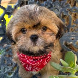 Mason - Red male Shih Tzu puppy in Hemet, California from Aloha Shih Tzu