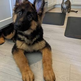 German Shepherd Puppies from Crystal Squires' German Shepherds