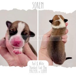 Soren - Red and white male American Corgi puppy in Santaquin, Utah from Blacktail Mountain Corgis