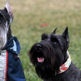 Miniature Schnauzers from It's Schnauzer Never