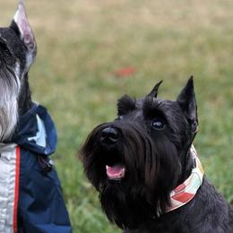 Miniature Schnauzers from It's Schnauzer Never