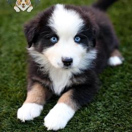 Cow - Black tri-color male Australian Shepherd puppy in Buena Vista, Colorado from Wigglebutts Unlimited