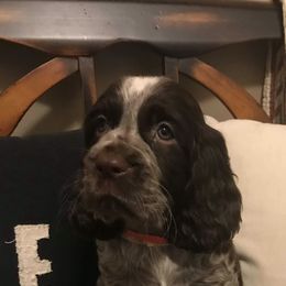 English Springer Spaniel Puppies from River’s Edge ~ English Springer Spaniels
