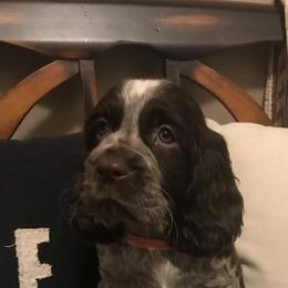 English Springer Spaniel Puppies from River’s Edge ~ English Springer Spaniels