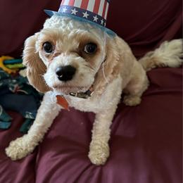 Norman - Blenheim male Cavalier King Charles Spaniel puppy in Choctaw, Oklahoma from Dandelions and Kings