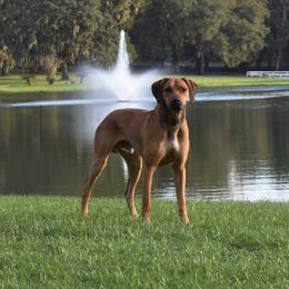Rhodesian Ridgeback and Xoloitzcuintli All Grown Up from Venus Rhodesian Ridgebacks