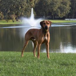 Rhodesian Ridgeback and Xoloitzcuintli All Grown Up from Venus Rhodesian Ridgebacks
