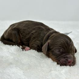 Grey collar boy - Brown and tan male Cockapoo puppy in Oologah, Oklahoma from Timber Hills Poodles and Doodles