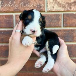 Freddie Mercury - Tri-color male Bernedoodle puppy in Austin, Texas from Boutique Bernedoodles & Co.