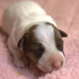 Penelope - White and tan female Parson Russell Terrier puppy in Menifee, California from Wendover Terriers