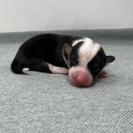 Robin - Black and tan female Pembroke Welsh Corgi puppy in Waco, Texas from The Comma Corgis