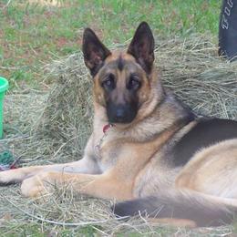 German Shepherds from Kim's German Shepherds