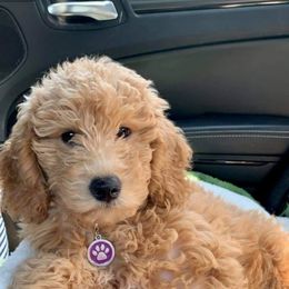 Goldendoodles and Poodles from Loyal Companions of America