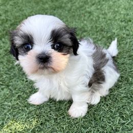 AKC Female Skye, Champion Bloodline - Silver and white female Shih Tzu puppy in Long Beach, California from Shih Zu’s of Long Beach