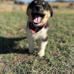 Audi - Black tri-color male Australian Shepherd puppy in Santa Ysabel, California from Flying F Australian Shepherds