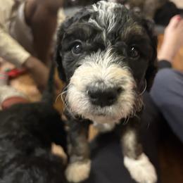 Mini Cooper - Tri-color male Bernedoodle puppy in Riverside, California from Wimbledon Bernedoodles