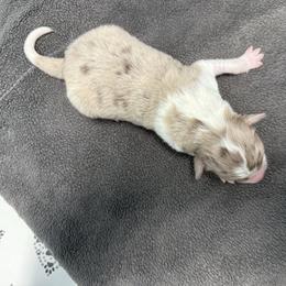 Male 5 - Red merle male Border Collie puppy in Oxford, Florida from RSR Border Collies