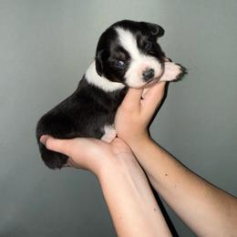 Nymph - Black tri-color female Australian Shepherd puppy in Weeki Wachee, Florida from Ace of Spades Australian Shepherds