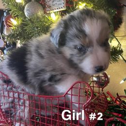 Sweetie - Blue merle female Australian Shepherd puppy in Riverside, California from Majestic Wrangler’s Aussie’s